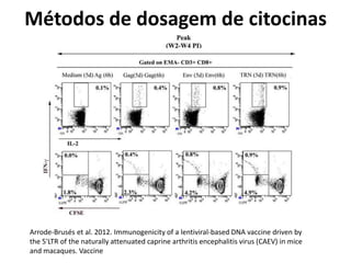 Métodos de dosagem de citocinas
Arrode-Brusés et al. 2012. Immunogenicity of a lentiviral-based DNA vaccine driven by
the 5'LTR of the naturally attenuated caprine arthritis encephalitis virus (CAEV) in mice
and macaques. Vaccine
 