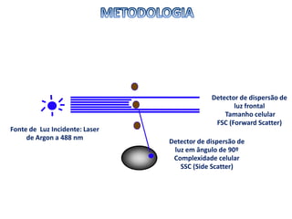Detector de dispersão de
luz em ângulo de 90º
Complexidade celular
SSC (Side Scatter)
Detector de dispersão de
luz frontal
Tamanho celular
FSC (Forward Scatter)
Fonte de Luz Incidente: Laser
de Argon a 488 nm
 