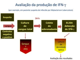 Avaliação da produção de IFN-
(por exemplo, em paciente suspeito de infeccão por Mybacterium tuberculosis)
Suspeito
Controles
negativo
e positivo
Cultura
de
sangue total
Sangue
+
PPD
Coleta
do
sobrenadante
ELISA
detecção
de IFN-
24 h
Leitura
de
densidade
óptica
sangue
Avaliação dos resultados
 