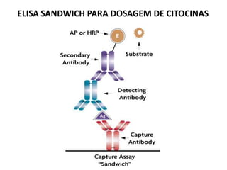 ELISA SANDWICH PARA DOSAGEM DE CITOCINAS
 
