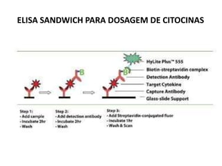 ELISA SANDWICH PARA DOSAGEM DE CITOCINAS
 