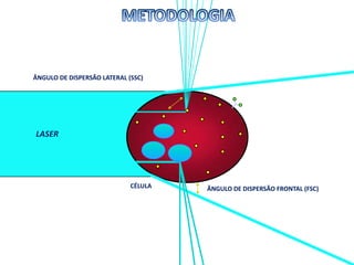 ÂNGULO DE DISPERSÃO FRONTAL (FSC)
ÂNGULO DE DISPERSÃO LATERAL (SSC)
LASER
CÉLULA
 