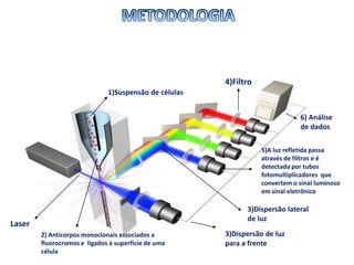 3)Dispersão lateral
de luz
1)Suspensão de células
Laser
3)Dispersão de luz
para a frente
4)Filtro
6) Análise
de dados
5)A luz refletida passa
através de filtros e é
detectada por tubos
fotomultiplicadores que
convertem o sinal luminoso
em sinal eletrônico
2) Anticorpos monoclonais associados a
fluorocromos e ligados à superfície de uma
célula
 