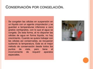 CONSERVACIÓN POR CONGELACIÓN.


   Se congelan las células en suspensión en
    un líquido con un agente crioprotector y se
    guardan a temperaturas inferiores a cero
    grados centígrados, con lo que el agua se
    congela. De esta forma, al no disponer las
    células de agua en forma líquida, no hay
    crecimiento. Cuando se quiere trabajar con
    las células así conservadas, se recuperan
    subiendo la temperatura. Este es el mejor
    método de conservación desde todos los
    puntos     de    vista,   pero   tiene    el
    inconveniente     de    requerir   aparatos
    especiales.
 