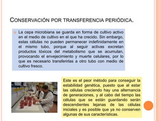 CONSERVACIÓN POR TRANSFERENCIA PERIÓDICA.
    La cepa microbiana se guarda en forma de cultivo activo
     en el medio de cultivo en el que ha crecido. Sin embargo,
     estas células no pueden permanecer indefinidamente en
     el mismo tubo, porque al seguir activas excretan
     productos tóxicos del metabolismo que se acumulan,
     provocando el envejecimiento y muerte celulares, por lo
     que es necesario transferirlas a otro tubo con medio de
     cultivo fresco.


                             Este es el peor método para conseguir la
                             estabilidad genética, puesto que al estar
                             las células creciendo hay una alternancia
                             de generaciones, y al cabo del tiempo las
                             células que se están guardando serán
                             descendientes lejanas de las células
                             iniciales y es posible que ya no conserven
                             algunas de sus características.
 