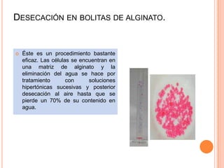 DESECACIÓN EN BOLITAS DE ALGINATO.


   Éste es un procedimiento bastante
    eficaz. Las células se encuentran en
    una matriz de alginato y la
    eliminación del agua se hace por
    tratamiento       con     soluciones
    hipertónicas sucesivas y posterior
    desecación al aire hasta que se
    pierde un 70% de su contenido en
    agua.
 
