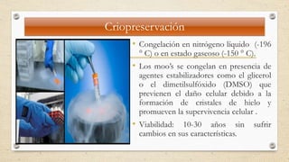 Criopreservación
• Congelación en nitrógeno líquido (-196
° C) o en estado gaseoso (-150 ° C).
• Los moo’s se congelan en presencia de
agentes estabilizadores como el glicerol
o el dimetilsulfóxido (DMSO) que
previenen el daño celular debido a la
formación de cristales de hielo y
promueven la supervivencia celular .
• Viabilidad: 10-30 años sin sufrir
cambios en sus características.
 