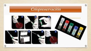 Criopreservación
 