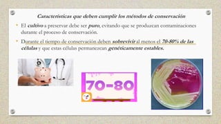 Características que deben cumplir los métodos de conservación
• El cultivo a preservar debe ser puro, evitando que se produzcan contaminaciones
durante el proceso de conservación.
• Durante el tiempo de conservación deben sobrevivir al menos el 70-80% de las
células y que estas células permanezcan genéticamente estables.
 