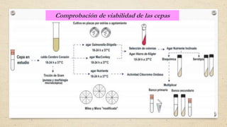 Comprobación de viabilidad de las cepas
 