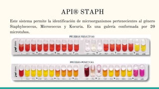 Métodos de diagnóstico en microbiología | PPTX