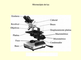 Microscópio de luz
 