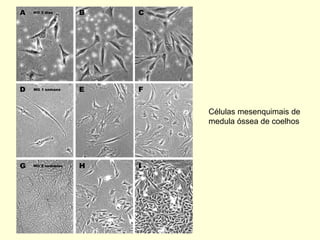 Células mesenquimais de
medula óssea de coelhos
 