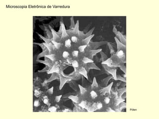 Microscopia Eletrônica de Varredura




                                      Pólen
 