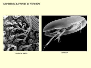 Microscopia Eletrônica de Varredura




          Fúsulas de aranha           Ostrácoda
 