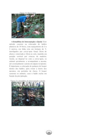10
Figura 13: Busca ativa.
 Armadilhas de Interceptação e Queda: Este
método consiste na colocação de baldes
plásticos de 18 litros, com espaçamento de 3 a
5 metros, em linha reta em formato de Y,
interligados por cerca-guia (lona) 50cm de
altura e enterrada a 10cm no solo, mantida em
posição vertical por estacas de madeira.
Assim, ao deparar-se com a cerca-guia, os
animais geralmente a acompanham a mesma,
até eventualmente caírem em algum recipiente.
É importante a colocação de pedaços de Isopor
dentro dos baldes, para evitar a morte dos
mesmos, em períodos de chuva. O Isopor
sustenta os animais, caso o balde encha em
função da precipitação.
Figura 14: Armadilhas de Interceptação e Queda.
 