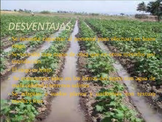 DESVENTAJAS:
Se necesita capacitar al personal para efectuar un buen
riego.
Se necesita mas mano de obra que en otros métodos por
inundación.
El riego es lento
 Se concentran sales en los lomos del surco con agua de
mala calidad o terrenos salinos
Se adaptan a suelos planos y uniformes con textura
media y fina.
 