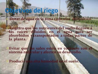 Objetivos del riego
 Dotar de agua en la zona radicular del cultivo.
 Lograra que los nutrientes del suelo lleguen a
las raíces diluidos en el agua para ser
absorbidos y transportados a todas partes de
la planta.
Evitar que las sales estén en contacto con el
sistema radicular y afecten su desarrollo.
Producir una alta humedad en el suelo.
 