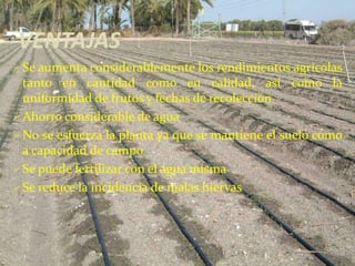 VENTAJAS
Se aumenta considerablemente los rendimientos agrícolas
tanto en cantidad como en calidad, así como la
uniformidad de frutos y fechas de recolección.
Ahorro considerable de agua
No se esfuerza la planta ya que se mantiene el suelo como
a capacidad de campo
Se puede fertilizar con el agua misma
Se reduce la incidencia de malas hiervas
 