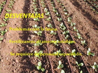DESVENTAJAS
Problemas con la fauna.
Fertilizantes altamente solubles.
 Se requiere de personal capacitado.
 