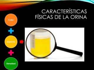 CARACTERÍSTICAS
FÍSICAS DE LA ORINAColor
aspecto
Densidad
 