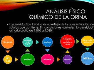 ANÁLISIS FÍSICO-
QUÍMICO DE LA ORINA
• La densidad de la orina es un reflejo de la concentración de
solutos que contiene. En condiciones normales, la densidad
urinaria oscila de 1.010 a 1.030.
Densidad
pH
5-8
Albúmina
Glucosa
<180
mg/dl
Acetona
Urobilina Bilirrubina
Hemoglobina
1-3
hematides x
campo
Leucocito
-esterasa.
Nitritos
 