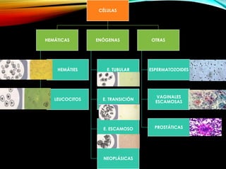 CÉLULAS
HEMÁTICAS
HEMÁTIES
LEUCOCITOS
ENÓGENAS
E. TUBULAR
E. TRANSICIÓN
E. ESCAMOSO
NEOPLÁSICAS
OTRAS
ESPERMATOZOIDES
VAGINALES
ESCAMOSAS
PROSTÁTICAS
 