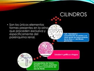 CILINDROS
• Son los únicos elementos
formes presentes en la orina
que proceden exclusiva y
específicamente del
parénquima renal.
mucoproteína de Tamm-
Horsfall  células epiteliales
de la rama ascendente del
asa de Henle
Soluble gelifica o fragua
<pH, >densidad o
concentración de solutos y un
cierto grado de estancamiento
de la orina o < del filtrado
glomerular.
 