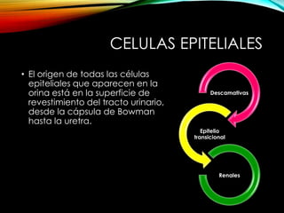 CELULAS EPITELIALES
• El origen de todas las células
epiteliales que aparecen en la
orina está en la superficie de
revestimiento del tracto urinario,
desde la cápsula de Bowman
hasta la uretra.
Descamativas
Epitelio
transicional
Renales
 