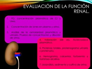 EVALUACIÓN DE LA FUNCIÓN
RENAL.
1. FG, concentración plasmática de Cr y
Urea.
2. Concentración de iones en plasma y orina.
3. Análisis de la osmolaridad plasmática y
urinaria. Prueba de concentración y dilución
de orina.
4. Valoración del eq. Ácido-básico
plasmático.
5. Proteínas totales, proteinograma urinario
y proteinuria.
6. Hemograma, calcemia, fosforemia y
fosfatasa alcalina.
7. Uroanálisis, sedimento y cultivo de orina.
 