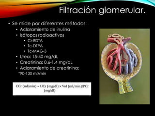 • Se mide por diferentes métodos:
• Aclaramiento de inulina
• Isótopos radioactivos
• Cr-EDTA
• Tc-DTPA
• Tc-MAG-3
• Urea: 15-40 mg/dL
• Creatinina: 0.6-1.4 mg/dL
• Aclaramiento de creatinina:
*90-130 ml/min
Filtración glomerular.
 