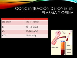 CONCENTRACIÓN DE IONES EN
PLASMA Y ORINA
Na+ mEq/l 135-145 mEq/l
K+ 3.5-4.5 mEq/l
Cl- 93-103 mEq/l
CO2 23-29 mEq/
 