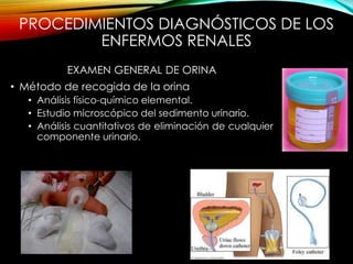 PROCEDIMIENTOS DIAGNÓSTICOS DE LOS
ENFERMOS RENALES
EXAMEN GENERAL DE ORINA
• Método de recogida de la orina
• Análisis físico-químico elemental.
• Estudio microscópico del sedimento urinario.
• Análisis cuantitativos de eliminación de cualquier
componente urinario.
 
