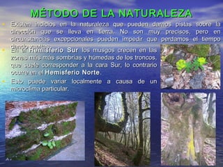 MÉTODO DE LA NATURALEZAMÉTODO DE LA NATURALEZA
• En elEn el Hemisferio SurHemisferio Sur los musgos crecen en laslos musgos crecen en las
zonas más más sombrías y húmedas de los troncos,zonas más más sombrías y húmedas de los troncos,
que suele corresponder a la cara Sur, lo contrarioque suele corresponder a la cara Sur, lo contrario
ocurre en elocurre en el Hemisferio NorteHemisferio Norte ..
• Esto puede variar localmente a causa de unEsto puede variar localmente a causa de un
microclima particular.microclima particular.
• Existen indicios en la naturaleza que pueden darnos pistas sobre laExisten indicios en la naturaleza que pueden darnos pistas sobre la
dirección que se lleva en tierra. No son muy precisos, pero endirección que se lleva en tierra. No son muy precisos, pero en
circunstancias excepcionales pueden impedir que perdamos el tiempocircunstancias excepcionales pueden impedir que perdamos el tiempo
dando vueltas.dando vueltas.
 