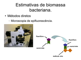 Estimativas de biomassa bacteriana. Métodos diretos Microscopia de epifluorescência. 