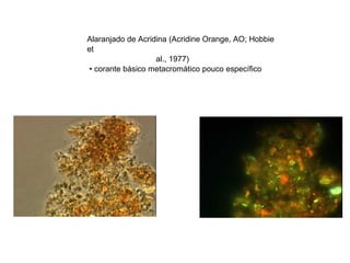 Alaranjado de Acridina (Acridine Orange, AO; Hobbie et al., 1977)‏ •  corante básico metacromático pouco específico 