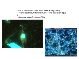 DAPI (4’6-diamidino-2-fenil indol; Porter & Feig, 1980)‏ •  corante catiônico, fortemente fluorescente, solúvel em água e altamente específico para o DNA 