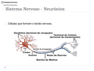 Sistema Nervoso - Neurônios
o Células que formam o tecido nervoso.
 