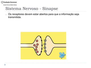 Sistema Nervoso - Sinapse
o Os receptores devem estar abertos para que a informação seja
transmitida.
 