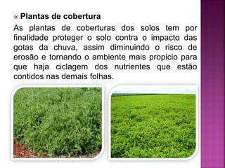  Plantas de cobertura
As plantas de coberturas dos solos tem por
finalidade proteger o solo contra o impacto das
gotas da chuva, assim diminuindo o risco de
erosão e tornando o ambiente mais propicio para
que haja ciclagem dos nutrientes que estão
contidos nas demais folhas.
 