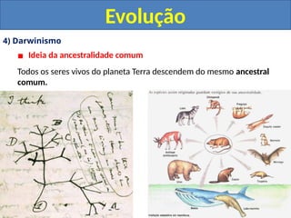 4) Darwinismo
▪ Ideia da ancestralidade comum
Todos os seres vivos do planeta Terra descendem do mesmo ancestral
comum.
Evolução
 