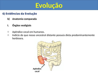 6) Evidências da Evolução
b) Anatomia comparada
I. Órgãos vestigiais
o Apêndice cecal em humanos.
o Indício de que nosso ancestral distante possuia dieta predominantemente
herbívora.
Evolução
Apêndice
cecal
 