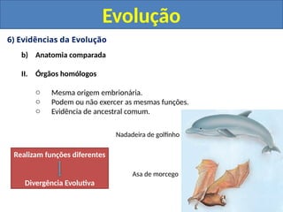 6) Evidências da Evolução
b) Anatomia comparada
II. Órgãos homólogos
o Mesma origem embrionária.
o Podem ou não exercer as mesmas funções.
o Evidência de ancestral comum.
Evolução
Asa de morcego
Nadadeira de golfinho
Realizam funções diferentes
Divergência Evolutiva
 