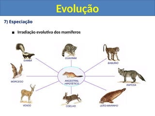7) Especiação
▪ Irradiação evolutiva dos mamíferos
Evolução
 