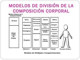 MODELOS DE DIVISIÓN DE LA
COMPOSICIÓN CORPORAL
 
