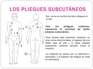 LOS PLIEGUES SUBCUTÁNEOS
Son, como su nombre los dice, pliegues en
la piel.
•Con los pliegues cutáneos,
valoramos la cantidad de tejido
adiposo subcutáneo.
•Para realizar esta valoración medimos, en
unas zonas determinadas, el espesor de una
doble capa de piel y el tejido adiposo
subyacente, evitando siempre incluir el
músculo.
•La medición se realiza con un lipómetro o
lipocalibre, y el espesor del pliegue se mide
en milímetros.
 