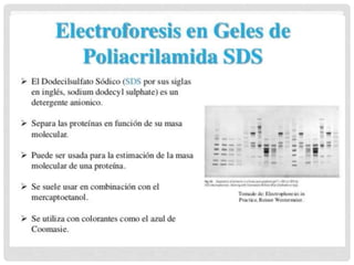 ELECTROFORESIS ZONAL
• En gel:
• Electroforesis en geles con SDS
• Los pesos moleculares de la mayoría de las proteínas pueden ser
determinados midiendo la movilidad en geles de poliacrilamida con el
detergente dodecilsulfato sódico (SDS).
• Las proteínas multicatenarias se unen al SDS y se disocian, por lo
que se pierde su estructura secundaria.
 