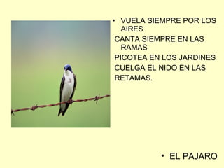 VUELA SIEMPRE POR LOS AIRES CANTA SIEMPRE EN LAS RAMAS PICOTEA EN LOS JARDINES CUELGA EL NIDO EN LAS RETAMAS. EL PAJARO 