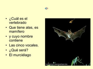 ¿Cuál es el vertebrado  Que tiene alas, es mamífero y cuyo nombre contiene Las cinco vocales. ¿Qué será?  El murciélago 