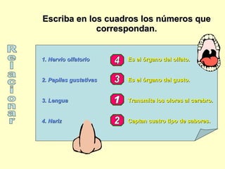 Escriba en los cuadros los números que correspondan. Relacionar 1. Nervio olfatorio 2. Papilas gustativas 3. Lengua 4. Nariz  Es el órgano del olfato. Es el órgano del gusto. Transmite los olores al cerebro. Captan cuatro tipo de sabores.  1 2 3 4 